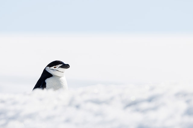 Chinstrap penguin in Antarctica.