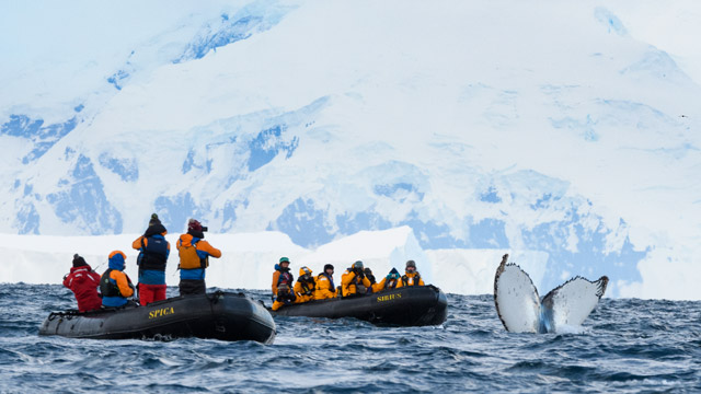 Humpback whale tail and Zodiacs near Fournier Bay, Antarctica.