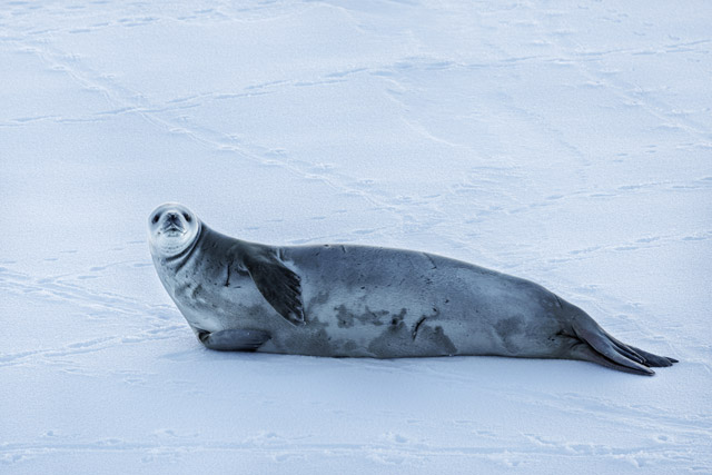 Leopard seal in Antarctica.