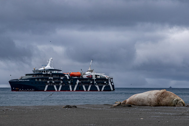 Magellan Explorer and elephant seal in South Georgia.