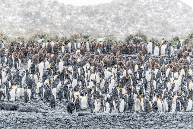 King penguins at Gold Harbour, South Georgia.