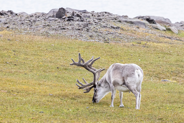 Reindeer in Kap Lee, the Arctic.