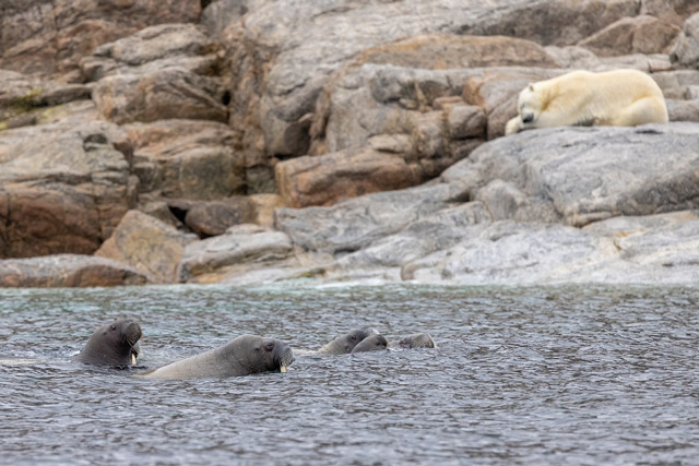 Polar bear & walrus in Phippsoya, the Arctic.