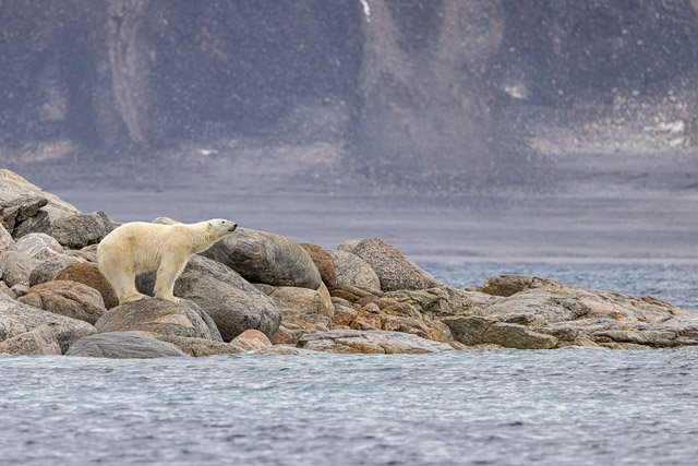 Polar bear in Phippsoya, the Arctic.