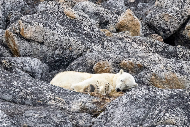 Polar bear in Phippsoya, the Arctic.