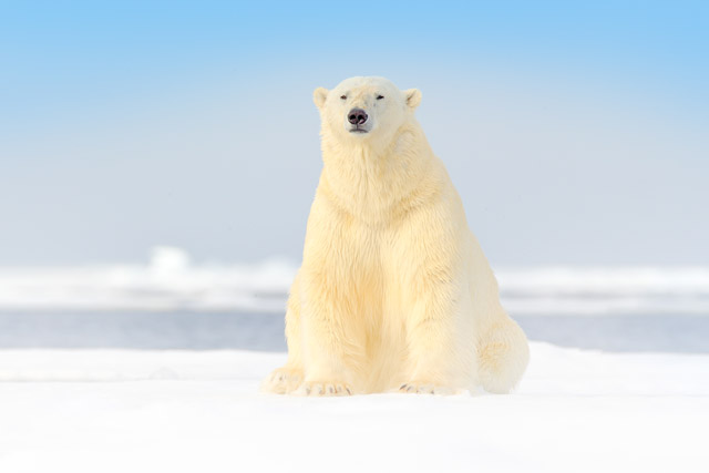 Polar bear in Spitsbergen