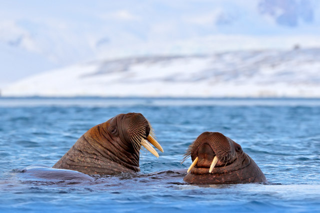 Walrus pair in Spitsbergen