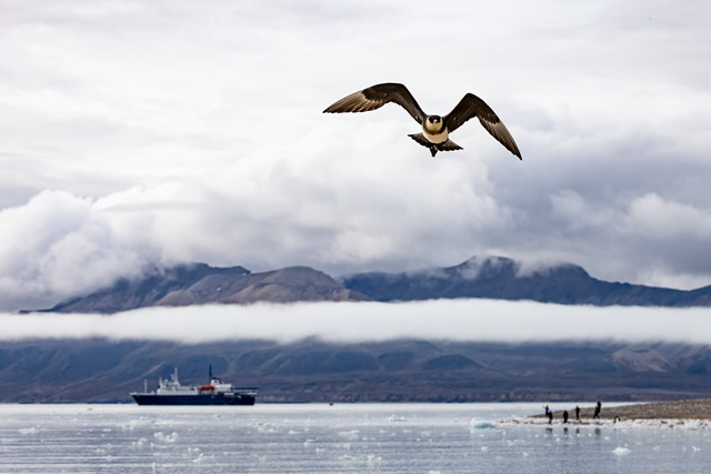 Arctic skua in Svalbard.
