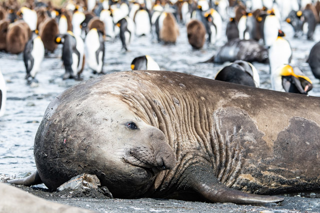 King penguin colony and elephant seal in Gold Harbour, South Georgia.