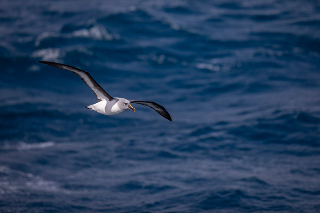 Grey-headed albatross in South Georgia.