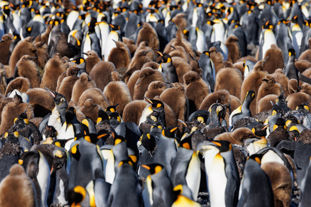 King penguin colony in South Georgia.