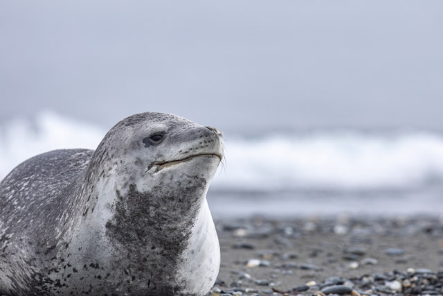 Leopard seal in South Georgia.