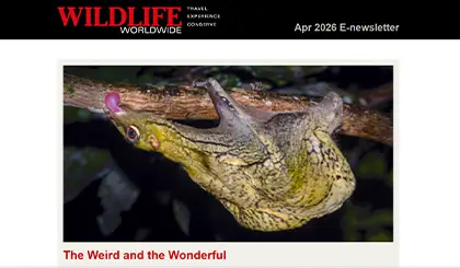 Screenshot of the header area of a recent Wildlife Worldwide e-newsletter.