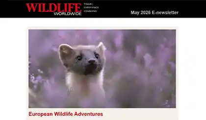 Screenshot of the header area of a recent Wildlife Worldwide e-newsletter.