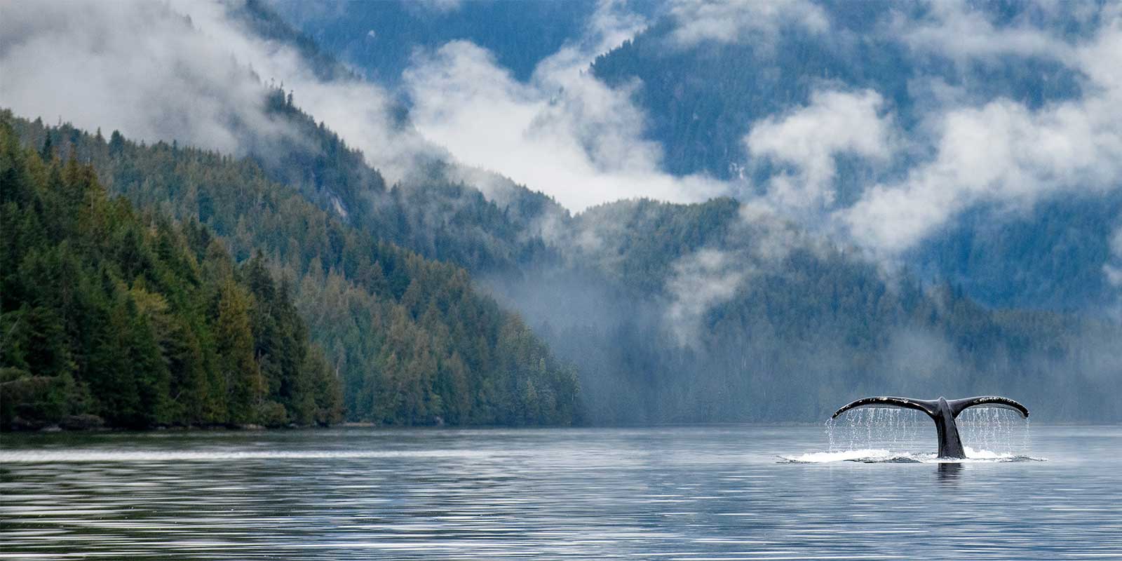North America - Monterey Bay Humpback Whale tail above water