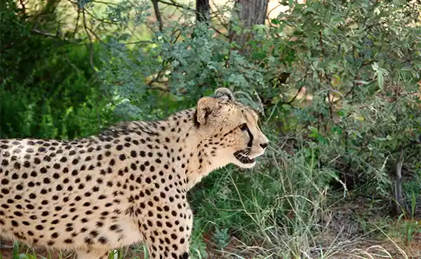Cheetah walking in the Kalahari South Africa