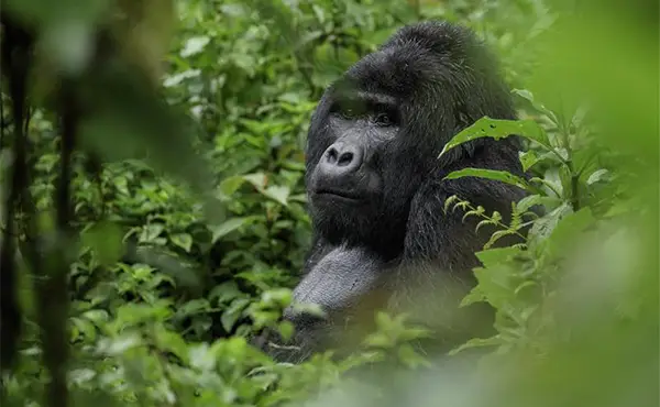 Gorilla in Uganda Africa