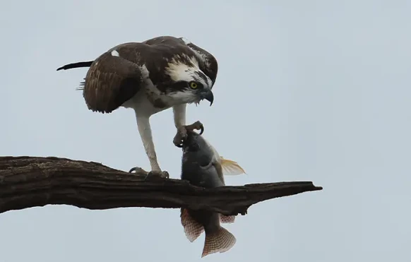 Osprey