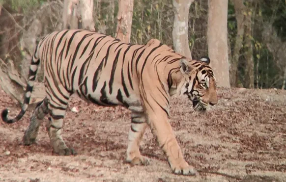 Tiger in India