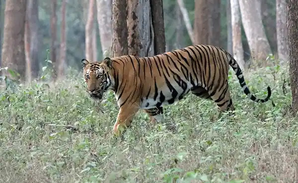 Tiger in India