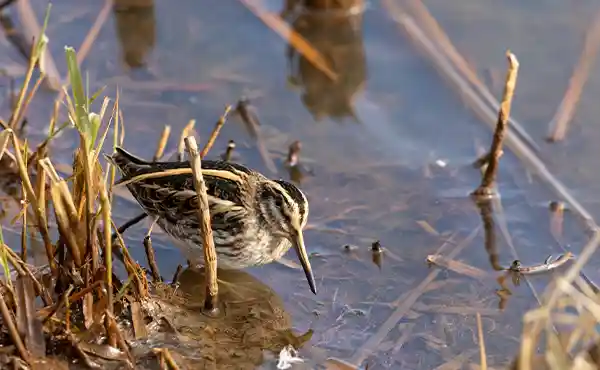 Jack snipe bird in Norfolk England
