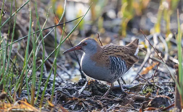 Water rail bird in Somerset, England