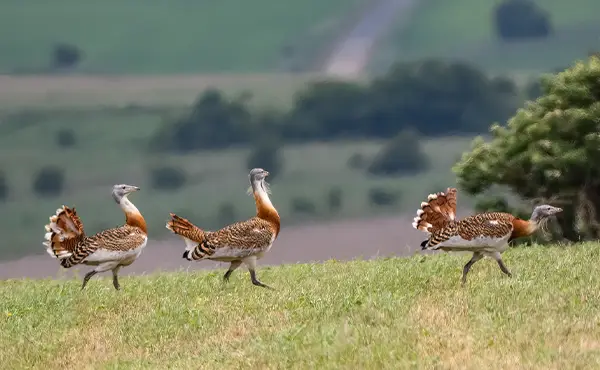 Great Bustard in England