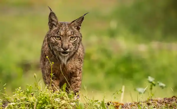 Iberian lynx 