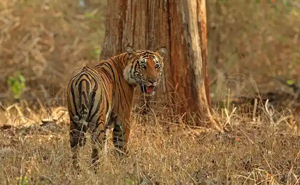 Tiger spotted in India 
