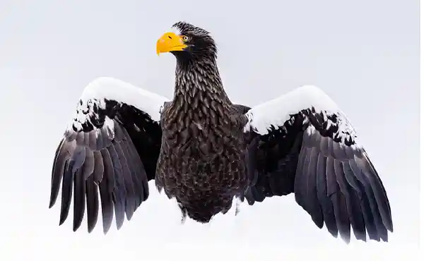 Stellar's Fish Eagle 