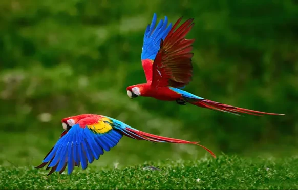 A pair of Macaws in Costa Rica
