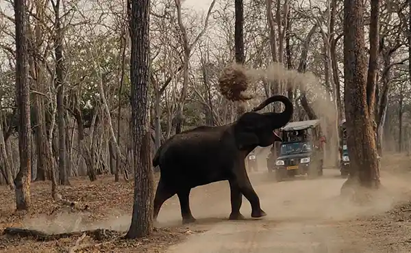 Elephant in India