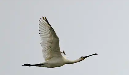 Eurasian spoonbill in Norfolk