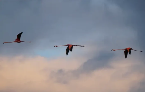 Flamingos flying in Trinidad 