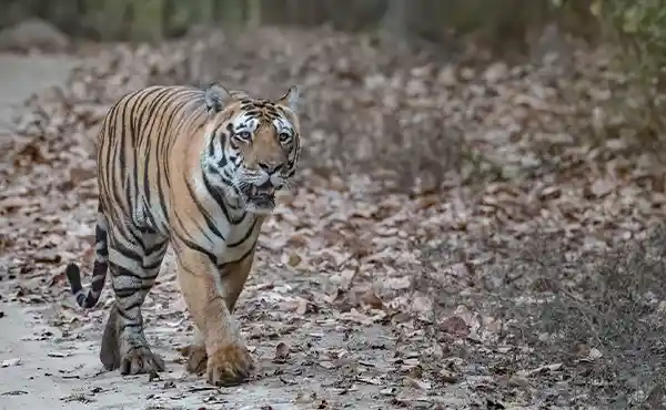 Tiger in India