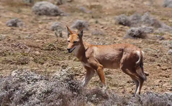 Ethiopian wolf