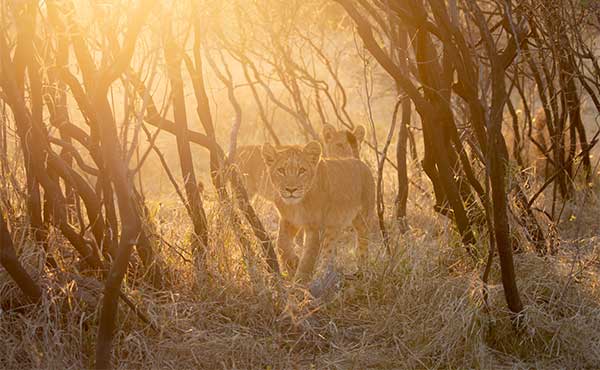 Lion cub in Botswana.