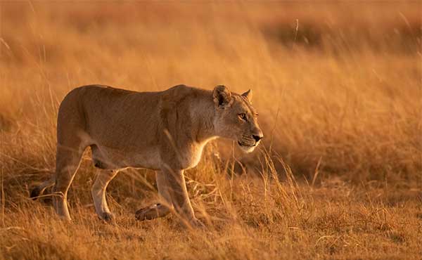 Lioness in the Okavango Delta, Botswana