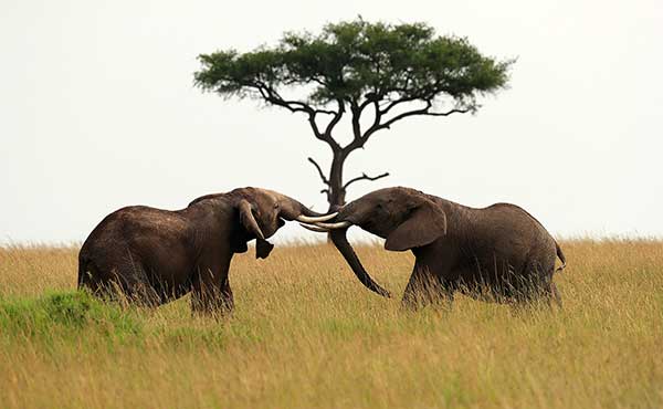 Pair of African elephants in Kenya.