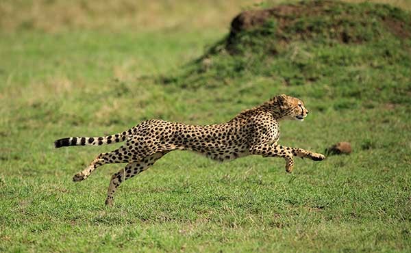 Cheetah in the Masai Mara, Kenya.