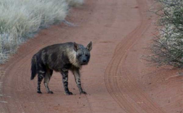 Brown hyena in South Africa.