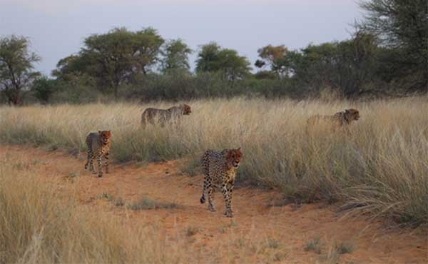 Cheetah in the Kalahari, South Africa