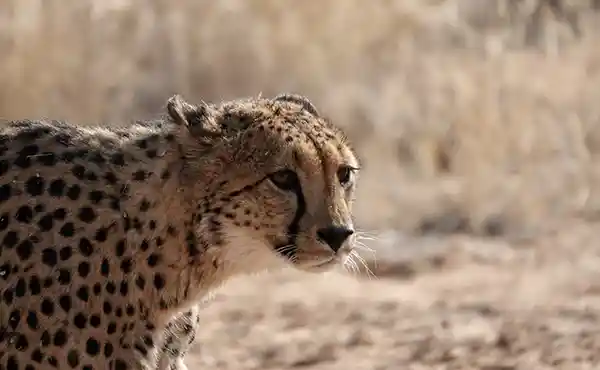 Cheetah in South Africa
