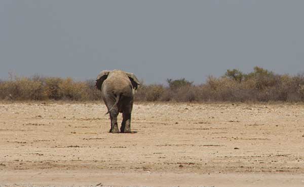 Elephant in the Kalahari, South Africa.