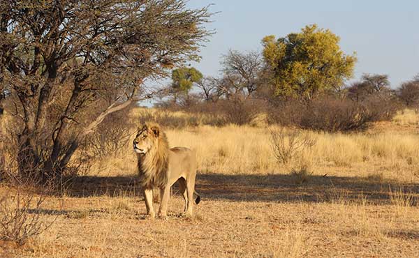 Lion in the Kalahari, South Africa.