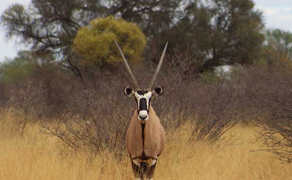 Oryx in the Kalahari, South Africa.