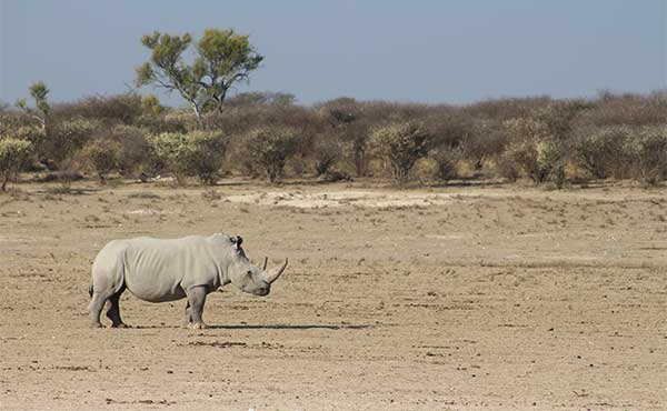 White rhino in the Kalahari, South Africa.