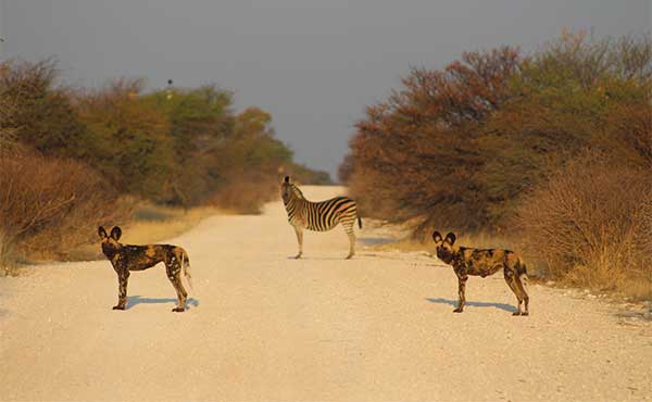 Wild dog & zebra in the Kalahari, South Africa.