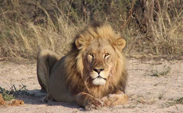 Lion in the Kalahari, South Africa