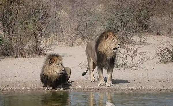 Lion in South Africa